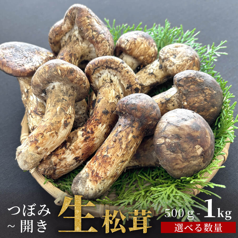 生松茸 開き・半開きミックス ホール 中国産  [送料無料]