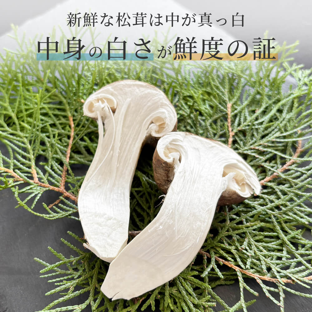 新鮮 マツタケ 1kg・蕾